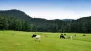 Khajjiar: India's Mini Switzerland with Meadows & Deodar Forests