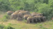 Krishnagiri Farmers Face Annual Elephant Migration Threat
