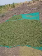 Massive Drug Bust: 840kg Ganja Worth ₹3 Crore Seized in Andhra Pradesh