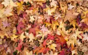 Nature's Hidden Gem: Can You Spot the Pinecone in This Autumn Leaves Puzzle Within 6 Seconds?
