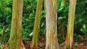 Rainbow Eucalyptus: Philippines' Alien-Like Forest That Defies Reality