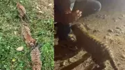 Shocking Tiger Cub Video Emerges: Two Men Caught Playing with Endangered Cats in Karnataka