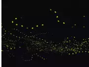 Top 5 US National Parks to See Fireflies Before They Vanish