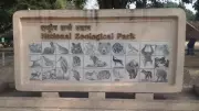 Two Jackals Escape Delhi Zoo, Search Teams Deployed in Forested Area