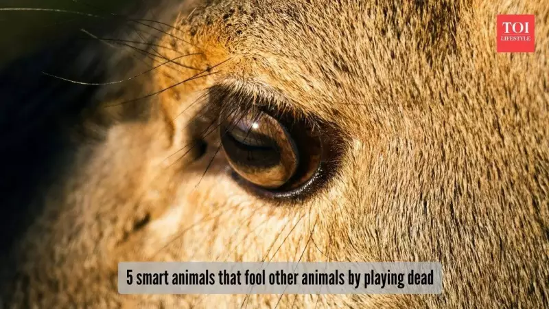 5 Clever Animals That Fake Death to Fool Predators