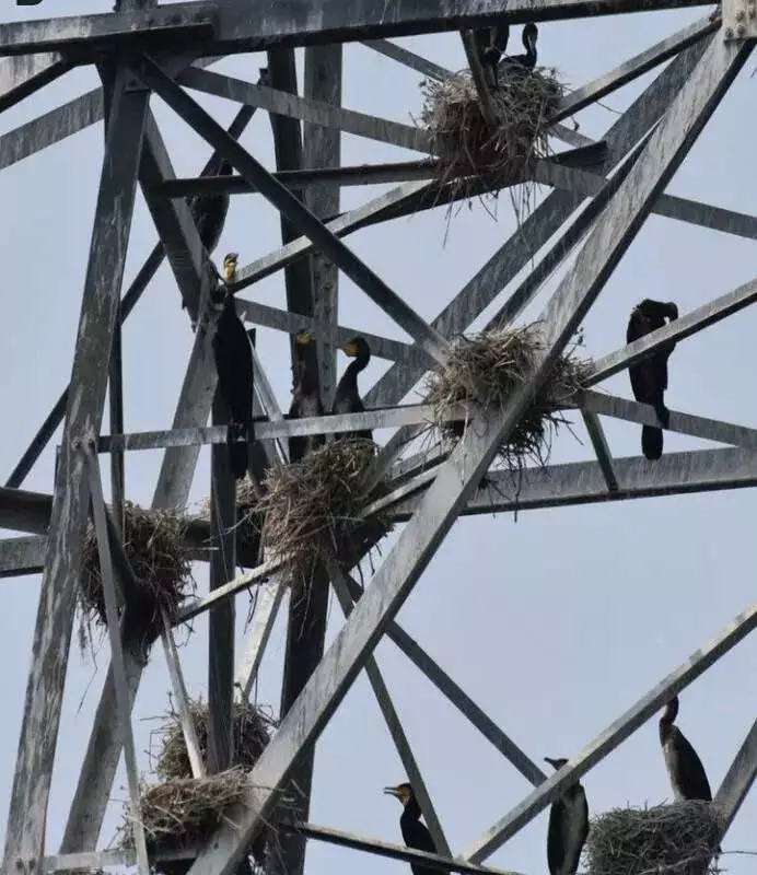 59 Great Cormorant Nests Found on High-Voltage Pylons Near Chennai