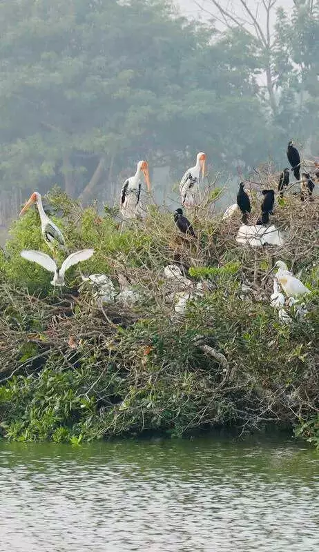 Chennai's Hidden Bird Havens: Beyond Pallikaranai & Vedanthangal