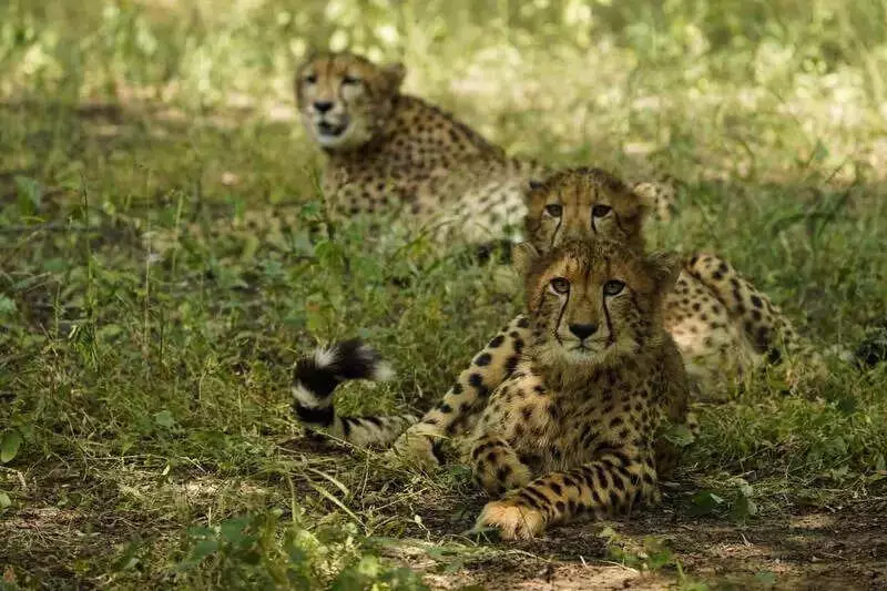 Kuno Cheetah Cub Dies After Historic Release, Veera & Other Cub Safe