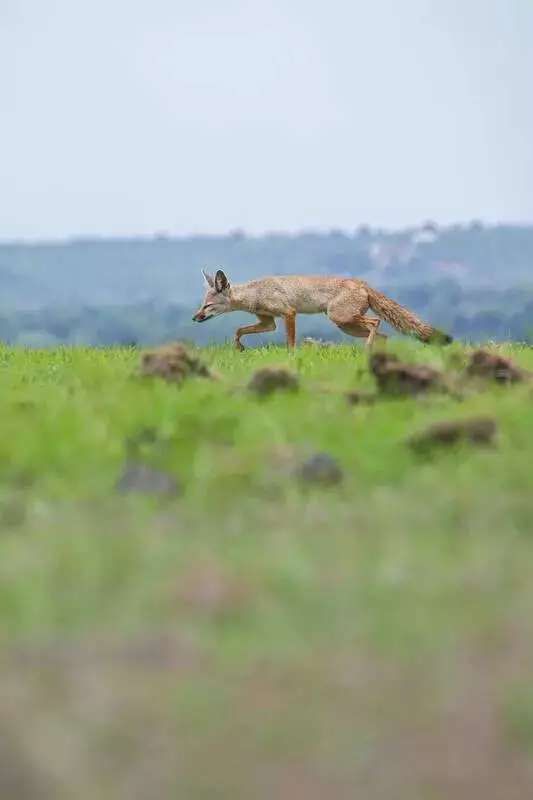 New Telugu Documentary 'Indian Fox' Screened in Hyderabad, Highlights Grassland Crisis