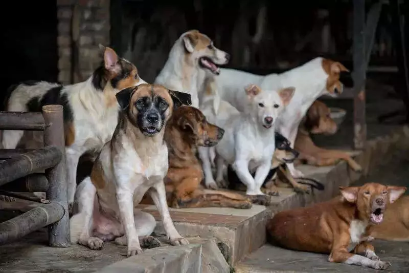 Over 1 Lakh Indians Urge Supreme Court to Stop Cruel Dog Relocations