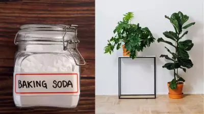 Baking Soda in Gardening: 6 Surprising Uses & Risks Backed by Science