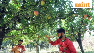 Climate Shocks and Insurance Gap Threaten Kashmir's ₹15,000 Crore Apple Economy