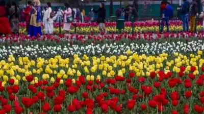 Delhi's Winter Transformation: 2.6 Lakh Tulips to Bloom in Lutyens' Zone