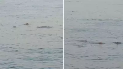 Dolphins Spotted at Mumbai's Worli Sea Face, Netizens Amazed | Watch Video