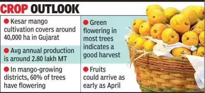Early Kesar Mango Bloom in Gujarat Signals April Harvest, High Prices