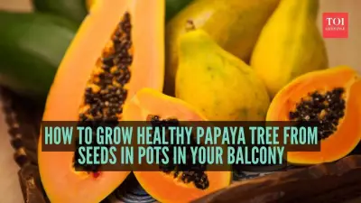 How to Grow a Healthy Papaya Tree from Seeds in Pots on Your Balcony