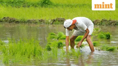India's Farmers Face Dual Crisis in 2025: Floods and Plummeting Crop Prices