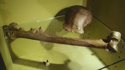 Java Man Fossil Returns to Indonesia After 130 Years in Historic Repatriation