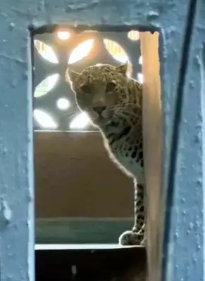 Leopard Attack in Mira Bhayandar: Woman's Face Severely Injured, Wedding Postponed