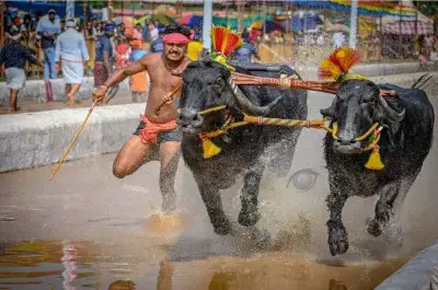 Mangaluru Kambala 2024: New Record Set as Buffaloes Sprint 100m in 8.6 Seconds