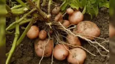 Potato Price Crash & BBY Delay Push Haryana Farmers to Brink: BKU Warns