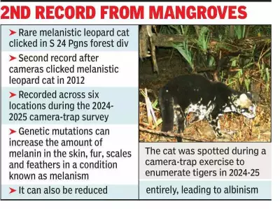 Rare Black Leopard Cat Spotted in Sundarbans After 12 Years