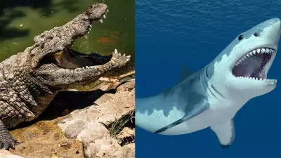 Shark vs Crocodile: Who Wins in a Fight? Size, Bite Force & Habitat Analysed