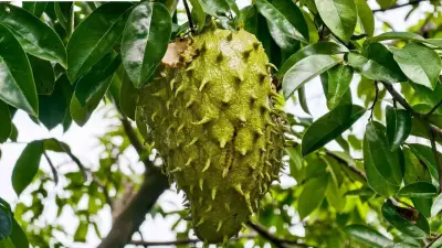 Soursop Leaf Fungi Show Promise in Cervical Cancer Fight: New Study