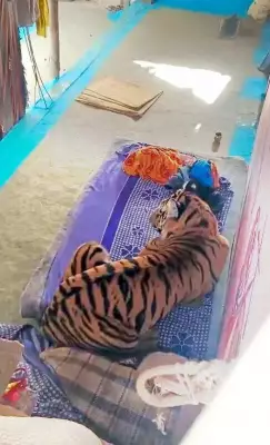 Tiger Strays into MP Village, Injures Man, Captured After 8-Hour Operation
