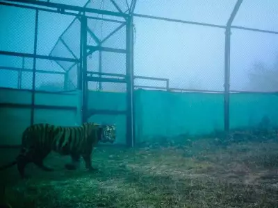 Tigress PN-224 Adapts Well in Ramgarh Reserve, Wild Release Soon