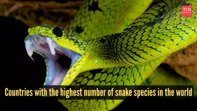 Top 10 Countries with Most Snake Species: Mexico Leads, India Ranks 4th