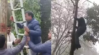 Uttarakhand MLA Cuts Power to Officials' Homes Amid Public Outrage Over Outages