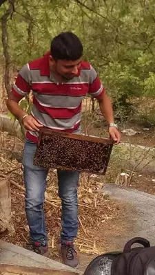Vanishing Bees Threaten India's Food Security: Pune Initiative Rescues 17k Hives