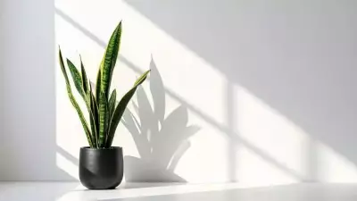 Why the Snake Plant is Set to Become 2026's Must-Have Indoor Plant