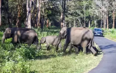 WII Study: Human-Elephant Conflicts in Jharkhand Surge 80% in Key Districts