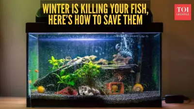 Winter Aquarium Care: 5 Essential Tips to Prevent Fish Deaths in Indian Homes