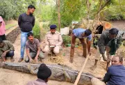 11-Ft Saltwater Crocodile Spotted in Odisha Village Pond, 7th Case in 6 Months
