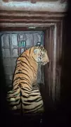 4-Year-Old Tiger Captured in Chamarajanagar Using Tamed Elephants
