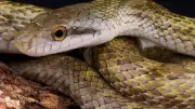47 Snake Species in Japan: From Harmless Helpers to Venomous Vipers