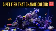 5 Pet Fish That Change Colour: Why It Happens & What It Means