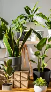 5 Winter Plants That Thrive in Low Sunlight for Indian Homes