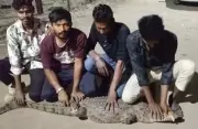 5.5-Foot Crocodile Surprises Vadodara Company Workers, Wildlife Team Rescues