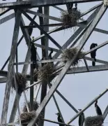 59 Great Cormorant Nests Found on High-Voltage Pylons Near Chennai