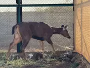 6-Year-Old Sambar Rescued in Nashik After Straying into Ashwin Nagar