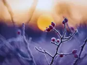 7 Hardy Winter Plants That Thrive in Snow & Extreme Cold