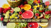7 Simple Fruit Plants for a Lush Balcony Garden in India