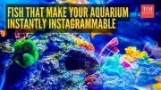 7 Unique Fish to Transform Your Aquarium into an Instagram Sensation