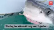 700-Pound Great White Shark Bella Swims Toward Virginia Beach, Tracked Live