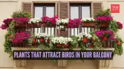 8 Best Plants to Attract Birds to Your Indian Balcony