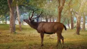 8 Unique Deer Species of India: From Spotted Chital to Dancing Sangai